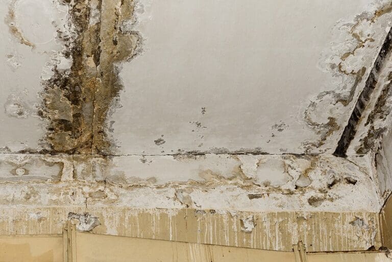 mold growth from water damage