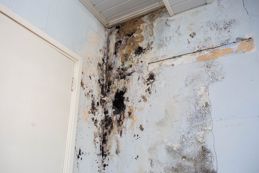 black mold growing on wall