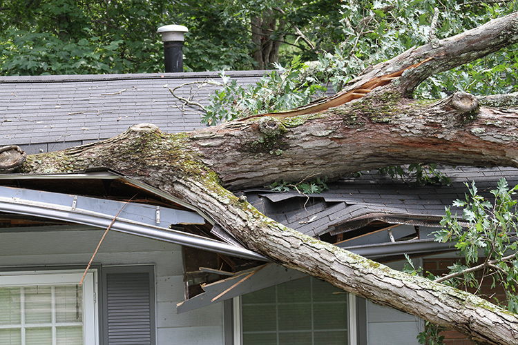 Fallen tree on a house after storm damage