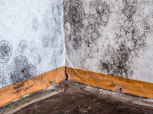 mold removal Marysville mold removal Marysville